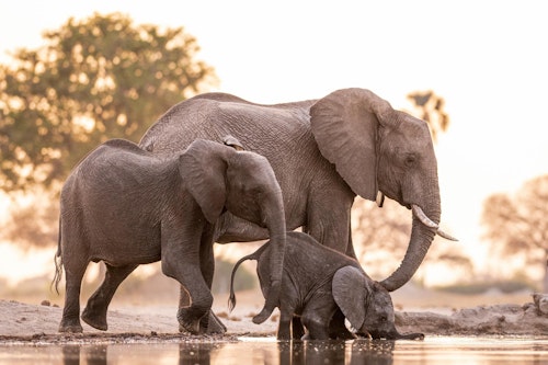 Wild Zimbabwe: Hwange & Mana Pools