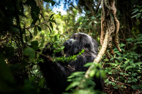 Most people come to Volcanoes National Park to enjoy gorilla trekking excursions, where permits grant access to a habituated gorilla family for a one-hour, allowing for an awe-inspiring encounter with these critically endangered primates. Golden monkey trekking in the Park’s forests is another excursion which showcases the resident primates of Rwanda's forests. 

Beyond these highlights, you can also embark on guided nature and birding walks, visit a community beehive project, participate in tree planting at the lodge nursery, guided by an agronomist, or visit the nursery school at Bisate Village, contributing to local education initiatives. 

Adventure further extends to full-day hikes, including a challenging ascent of Mount Bisoke, or a trek to Dian Fossey’s grave and the Karisoke Research Centre, a historic site of gorilla conservation. You might also choose to explore the Ellen DeGeneres Campus of the Dian Fossey Gorilla Fund, which showcases ongoing conservation efforts.