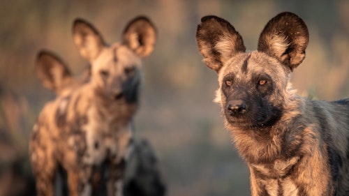 In the Chitabe concession morning and afternoon game drives traverse a mosaic of grasslands, acacia woodland, and seasonal floodplains, with the area particularly renowned for its high predator densities. Lions, leopards, cheetahs, and wild dogs are frequently encountered here, alongside large herds of elephant, buffalo, and plains game. As daylight fades, night drives bring the chance to spot more secretive species. 

You may also choose to swap your game drive for a guided walk which adds a slower rhythm to your safari, uncovering details often overlooked from a vehicle, while private bush lunches on the Gomoti floodplains offer a unique experience or a chance to celebrate a special occassion. 

For keen photographers, specialist guiding ensures you have the time, positioning, and knowledge to capture the perfect shot. And for a perspective few ever experience, optional-extra scenic helicopter flights reveal the scale and beauty of the Delta from above.