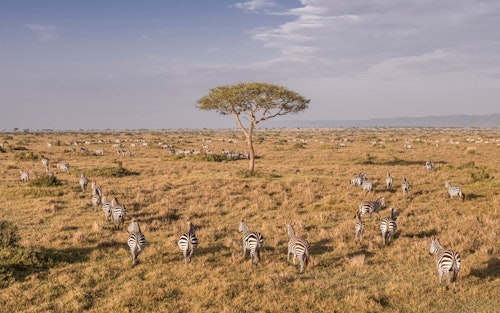 Your days in the Mara Triangle, the most exclusive wedge of the Masai Mara, typically begin with an early morning game drive, when predators are most active and the golden light creates superb photographic opportunities. With fewer vehicles than elsewhere in the reserve, sightings of lions, elephants, and even the elusive black rhino feel more intimate. 

After a leisurely breakfast back at camp, birders can explore one of East Africa’s richest avian habitats, with over 470 species ranging from crowned cranes to vibrant cinnamon-chested bee-eaters, or may choose simply to relax and enjoy the views, the spa, gym or pool. 

Afternoons bring another game drive, perhaps following herds of wildebeest, zebra, and giraffe as they move through the grasslands. For those seeking a cultural connection, you may also choose to visit a nearby Maasai manyatta, offering insight into traditional ways of life, storytelling, and song. As the sun sinks behind the Oloololo Escarpment, return for sundowners and dinner under the stars.