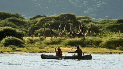 Glide through the tranquil waters of Lake Manyara on a canoeing adventure that brings you closer to Tanzania's vibrant wildlife than ever before. With the stunning Rift Valley escarpment as your backdrop, paddle along the lake's shores where hippos wade, flocks of flamingos gather, and a rich variety of bird species create a symphony of sounds.

As you navigate the calm waters, enjoy unparalleled views of zebras, giraffes, and buffalo grazing at the water's edge, and catch sight of playful baboons and vervet monkeys in the trees overhead. Learn from your knowledgeable guide as they provide fascinating insights into the area's ecosystem.