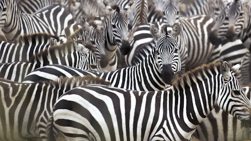 Located in the heart of the Mara Triangle, one of the most wildlife-rich and visually arresting areas of the greater Masai Mara National Reserve, Wilderness Mara offers guests unrivalled access to both sides of the Mara River. This unique position provides access to a rich diversity of habitats while ensuring fewer crowds and deeper, more meaningful wildlife encounters.

Here, 12 elegantly appointed tented suites are set along the edge of a seasonal marsh, designed to immerse you in the surrounds. Each canvas suite features an indoor and outdoor shower, and an elevated private deck to maximise the views filled with wildlife and birds. A family unit is also available for those travelling with children.

There is also a full suite of amenities, from a serene spa and well-equipped gym, to an in-camp photographic studio designed to help relive and retell the day’s wildest moments.

INSIDER'S TIP: Wilderness Mara is the only camp that allows guests across to both sides of the Mara River, opening up more space, more wildlife, and fewer crowds.