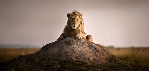 Spend the day exploring the seemingly endless plains of the Masai Mara. You will adventure through the short sweet grass on a game drive where you might spot carnivores including cheetah, hyena, lion, leopard and other spotlight animals like the massive Masai giraffe, the tallest mammal on land! A haven for birdlife, the Masai Mara boasts over 470 resident and migrant species.