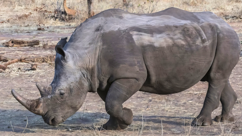 Embark on an unforgettable walking safari, where every step brings you closer to the untamed beauty of the African bush. Just a short 15-20 minute drive from your lodge, this adventure offers an intimate and immersive experience in the heart of nature.  

Begin your morning with tea, coffee, and fresh muffins as your guide introduces the area's wonders. Over three thrilling hours, track majestic white rhinos, observe other iconic wildlife up close, and engage in fascinating conversations about the bush's secrets. Midway, enjoy a refreshing break with homemade iced lemon juice, cake, and cookies to re-energize.  

The journey ends with a rendezvous at a designated spot, where ice-cold drinks await before your return transfer. Comfortable walking shoes, sun hats, and bush-friendly attire are essential for this 4 to 4.5-hour adventure. Discover the wild on foot and create memories you'll treasure forever!