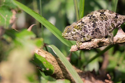 Most people come to Volcanoes National Park to enjoy gorilla trekking excursions, where permits grant access to a habituated gorilla family for a one-hour, allowing for an awe-inspiring encounter with these critically endangered primates. Golden monkey trekking in the Park’s forests is another excursion which showcases the resident primates of Rwanda's forests. 

Beyond these highlights, you can also embark on guided nature and birding walks, visit a community beehive project, participate in tree planting at the lodge nursery, guided by an agronomist, or visit the nursery school at Bisate Village, contributing to local education initiatives. 

Adventure further extends to full-day hikes, including a challenging ascent of Mount Bisoke, or a trek to Dian Fossey’s grave and the Karisoke Research Centre, a historic site of gorilla conservation. You might also choose to explore the Ellen DeGeneres Campus of the Dian Fossey Gorilla Fund, which showcases ongoing conservation efforts.