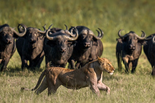 Every day at Akagera National Park offers a chance to explore some of East Africa's most breathtaking landscapes, from expansive savannahs and lush woodlands to tranquil lakes and grassy mountains. 

Encounter Africa's wildlife up close, including the big five, high hippo densities and impressive crocodiles. You may choose to embark on twice daily game drives through Akagera's diverse terrain, keeping a keen eye out for majestic lions and cantankerous black rhinos which thrive in this exclusive-use area. As the sun sets, embark on night drives to witness the park's nocturnal wonders come to life. 

For a more intimate experience, join guided walking safaris and uncover the hidden treasures of Akagera, or glide across the serene lake on a boating safaris, keeping an eye out for elephants or even a unique fishing leopard.