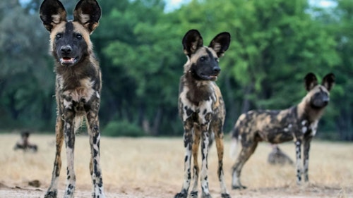 This UNESCO-protected national park created in northern Zimbabwe’s section of the Lower Zambezi Valley, is an impressive and very wild landscape made up of 2,000km2 of pristine vegetation and the dramatic Rift Valley escarpment. Much of the parkland is inaccessible unless you go on foot, helping to preserve the area’s enviable remoteness and untouched natural beauty.

Spend your days here on canoe and walking safaris, and get a close look at the resident animals as you track lions and head out on thrilling game drives. The four pools for which the park is named, attract a profusion of aquatic birds as well as herds of elephants, hippopotamus, and Nile crocodiles. Predators such as lions, leopards, cheetahs and spotted hyenas are mostly found in the open woodland areas of the reserve, but can be very secretive and not that easy to spot without an expert tracker. 