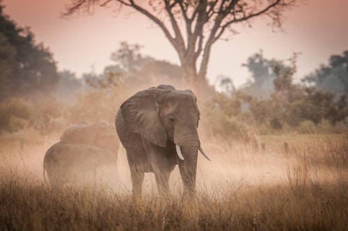 In the Chitabe concession morning and afternoon game drives traverse a mosaic of grasslands, acacia woodland, and seasonal floodplains, with the area particularly renowned for its high predator densities. Lions, leopards, cheetahs, and wild dogs are frequently encountered here, alongside large herds of elephant, buffalo, and plains game. As daylight fades, night drives bring the chance to spot more secretive species. 

You may also choose to swap your game drive for a guided walk which adds a slower rhythm to your safari, uncovering details often overlooked from a vehicle, while private bush lunches on the Gomoti floodplains offer a unique experience or a chance to celebrate a special occassion. 

For keen photographers, specialist guiding ensures you have the time, positioning, and knowledge to capture the perfect shot. And for a perspective few ever experience, optional-extra scenic helicopter flights reveal the scale and beauty of the Delta from above.