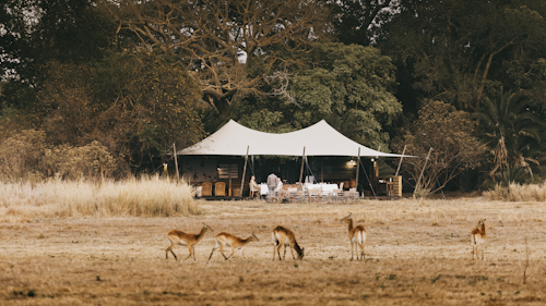 The vast, meadow-like Busanga Plains extends in all directions around the camp, offering a remarkable sense of freedom and possibility. The plains teem with birds, and grazing antelope – while misty mornings and evenings, are illuminated by unique pink sunrises and dusks.

With just four well-appointed tents at Wilderness Busanga Bush Camp, this dry season-only camp captures the authentic spirit of safari style, and warm Zambian hospitality. The spectacular views from the camp itself, and the wildlife encounters during day and night game drives, affords guests to become acquainted with the plains. Listen for the iconic cry of the fish-eagle, the soundtrack of Busanga.

Insider's Tip: Special sightings to look for include lion, cheetah, roan antelope, and puku to name a few. For those interested in birding, this includes the range restricted Fülleborn's Longclaw. 




