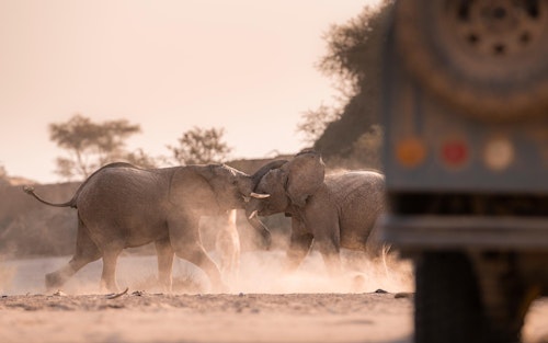 Wilderness Hoanib Skeleton Coast Camp reveals one of Namibia’s most dramatic and remote wildernesses. Days begin with game drives across stark valleys and dry riverbeds, where desert-adapted lion and elephant can occassionally be seen as well as giraffe, oryx, springbok, and Hartmann’s mountain zebra. 

The camp’s private concession also allows for night drives, when the desert’s elusive nocturnal creatures sometimes emerge including porcupines, aardwolves, and bat-eared foxes. Guided walks bring you closer to the fine details of the desert including tracks written in the sand, ingenious plants, and the smaller creatures that miraculously survive here. 

For those staying three nights or more, a highlight is the full-day excursion to the wild Skeleton Coast, where towering dunes, windswept beaches, and the rusting remains of shipwrecks tell the story of nature’s raw power.