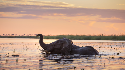 Botswana Dreaming – A Delta & Linyanti Wellness Safari