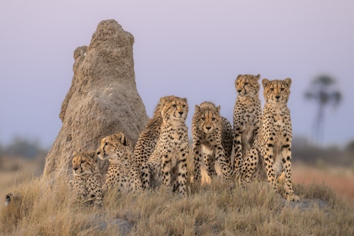 In the Chitabe concession morning and afternoon game drives traverse a mosaic of grasslands, acacia woodland, and seasonal floodplains, with the area particularly renowned for its high predator densities. Lions, leopards, cheetahs, and wild dogs are frequently encountered here, alongside large herds of elephant, buffalo, and plains game. As daylight fades, night drives bring the chance to spot more secretive species. 

You may also choose to swap your game drive for a guided walk which adds a slower rhythm to your safari, uncovering details often overlooked from a vehicle, while private bush lunches on the Gomoti floodplains offer a unique experience or a chance to celebrate a special occassion. 

For keen photographers, specialist guiding ensures you have the time, positioning, and knowledge to capture the perfect shot. And for a perspective few ever experience, optional-extra scenic helicopter flights reveal the scale and beauty of the Delta from above.