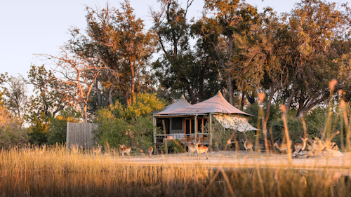 This small, intimate camp embodies all that is best about the Okavango Delta – breathtaking beauty, remote, peaceful island location, abundant game and varied landscapes. Add in the warm hospitality of the people of this region – who are stakeholders in the ecotourism success story of the Okavango – and you have a winning (and beautiful) combination.

With access to varied, game-rich habitats, this six-tented camp nestles beneath the trees of an ancient island forest. A floating jetty connects land with water, and the wildlife experience can include sightings of sable, and African wild dogs. 

Insider’s Tip: Float along a crystal-clear Okavango waterway by mokoro as you scan for reed frogs and water lilies. 


