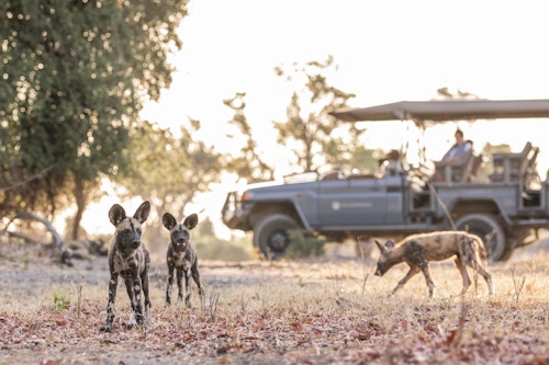 At Mombo, twice-daily game drives showcase the most remarkable wildlife concentrations found in this part of the Okavango Delta. Setting out at first light, you’ll explore floodplains, grasslands, and groves of giant fig trees in open 4x4 vehicles, when predators are at their most active. The area is world-renowned for its density of leopards and encounters are frequent while lions are are also commonly seen with large resident prides. 

Wild dogs, cheetahs and spotted hyenas add to the predator list while elephants and buffalo gather in impressive numbers, and plains game from giraffe to zebra and acquatic red lechwe are also common sightings. A stop for coffee in a scenic spot breaks up the morning before returning to camp for a leisurely brunch and time at the spa, pool or enjoying a siesta.

As the day cools, afternoon drives offer another chance to see wildlife emerge, often in golden light that makes for superb photographic opportunities. With very few vehicles traversing vast private wilderness, sightings at Mombo feel unhurried and deeply personal.