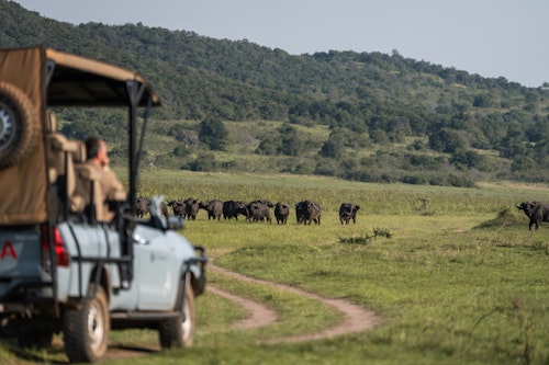 Every day at Akagera National Park offers the chance to explore some of East Africa's most breathtaking landscapes, from expansive savannah and lush woodland to tranquil lakes and grassy rolling hills. Encounter Africa's wildlife up close, including the Big Five, high hippo densities and impressive crocodiles. 

Enjoy twice daily game drives through Akagera's diverse terrain, keeping a keen eye out for majestic lions and cantankerous black rhinos, which thrive in this exclusive-use area. And as the sun sets, head out on a night drive to witness the park's nocturnal wonders come to life. 

For a more intimate experience, join guided walking safaris and uncover the hidden treasures of Akagera, or glide across the serene lake on a boating safari, keeping an eye out for elephants or even a unique fishing leopard.