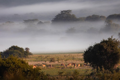 Every day at Akagera National Park offers the chance to explore some of East Africa's most breathtaking landscapes, from expansive savannah and lush woodland to tranquil lakes and grassy rolling hills. Encounter Africa's wildlife up close, including the Big Five, high hippo densities and impressive crocodiles. 

Enjoy twice daily game drives through Akagera's diverse terrain, keeping a keen eye out for majestic lions and cantankerous black rhinos, which thrive in this exclusive-use area. And as the sun sets, head out on a night drive to witness the park's nocturnal wonders come to life. 

For a more intimate experience, join guided walking safaris and uncover the hidden treasures of Akagera, or glide across the serene lake on a boating safari, keeping an eye out for elephants or even a unique fishing leopard.