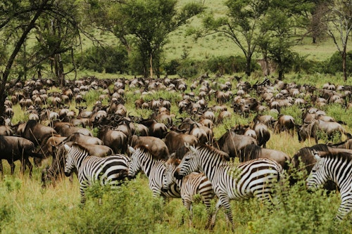 East Africa’s Wildlife: Wildebeest & Whale Sharks