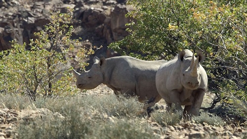 Set among the rolling, rocky hills of the 450,000-hectare Palmwag Concession, Desert Rhino Camp and its surrounds are known for their tranquil, minimalist beauty, wealth of arid-adapted wildlife and the largest free-roaming black rhino population in Africa.

Aside from the desert-adapted black rhino, Palmwag Concession's freshwater springs also support healthy populations of desert-adapted elephant, Hartmann's mountain zebra, giraffe, gemsbok, springbok, kudu and predators such as lion, cheetah, leopard, and brown and spotted hyaena. Birdlife is prolific and diverse with most of Namibia's endemics present.

The focus of a stay here is on tracking black rhino on foot. You can also head out on game drives to spot desert-adapted elephants and other animals. 
