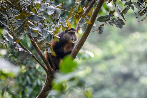 Set out on a once-in-a-lifetime adventure into the highland bamboo forest to track the endangered golden monkeys. Start your day with an early breakfast before heading to Volcanoes National Park for a safety briefing. 

Feel the excitement build as you venture into the forest, keeping your eyes peeled for the infamous flashes of gold zipping through the trees above you. These social creatures live in groups of up to 30, navigating the foliage with incredible agility. The trek, lasting two to four hours, culminates in a magical hour spent observing the monkeys up close. Watch in awe as they frolic, feed on bamboo leaves, and carry their young, seemingly oblivious to your presence. 

After this unforgettable encounter, trek back to base where your driver/guide will be ready to whisk you back to your lodge or next adventure. Perfect for primate lovers, this trek is also an ideal precursor to mountain gorilla trekking, helping you acclimate to the altitude and terrain.