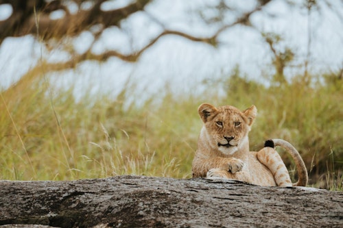 Your stay will be based at one or more of our many Usawa sites, which shift position every few weeks in response to the herds. Mornings and afternoons in the Serengeti can be spent on classic game drives across the plains, but the beauty of Usawa is that it also offers the choice to explore on foot. 

Walking safaris immerse you in the finer details of a safari: animal tracks, bird calls, and medicinal plants, and bring a different perspective to the Serengeti’s vastness. With over 500 bird species recorded, the skies are also as rewarding as the wildlife below. 

As dusk settles, return to camp for unhurried evenings around the fire. Here, stargazing takes centre stage: with no light pollution, the Milky Way blazes across the African sky, a reminder of your place in this timeless wilderness.