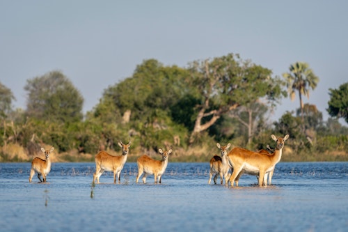 A Southern African Safari by Land & Water