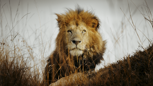 East Africa’s Wildlife: Wildebeest & Whale Sharks