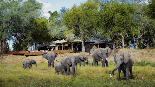 Situated in a large private concession in the heart of the Zambezi Valley’s Mana Pools National Park, Wilderness Ruckomechi looks out from the banks of the mighty Zambezi River. It is a remote, picturesque place with spectacular views of the broad flowing river, the adjacent woodland and the mountains of the Rift Valley escarpment.

Ten spacious and beautifully decorated en-suite tents, including two family rooms, lie beneath the ana trees, best-beloved of local elephants for their nutritious seeds. The camp's central living space includes an inviting fire pit for pleasant evenings beneath the African night skies. Other unique features include a pool which overlooks a broad sweep of the river, an outdoor “bath with a view” in a secluded, scenic spot, and a romantic Star Bed by a busy waterhole.

Open 4x4 vehicles, motorised pontoon boats, canoes and good old safari boots facilitate the wildlife viewing. Wilderness Ruckomechi is open throughout the dry (winter) season. 

Insider's Tip: A boat cruise along the mighty Zambezi is a wonderful way to see wildlife and waterbirds from a different perspective. For the more adventurous – there’s the option of canoeing along this famous river!
