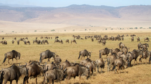 Adventure into the heart of the Ngorongoro Conservation Area and experience the raw beauty of nature in one of the world's most renowned wildlife regions. Discover the ancient volcanic landscape, teeming with wildlife and echoing stories of both natural and cultural history.

Walk through grassy plains, acacia woodlands, and scenic ridges offering spectacular views of Ngorongoro Crater. Along the way, watch for zebras, buffalo, and wildebeests grazing freely. Catch a glimpse the sacred Ol Doinyo Lengai volcano in the distancea sight revered by the Maasai as the "Mountain of God."