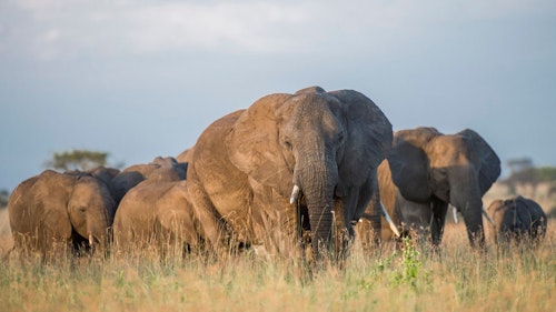 TANAPA camping fees.