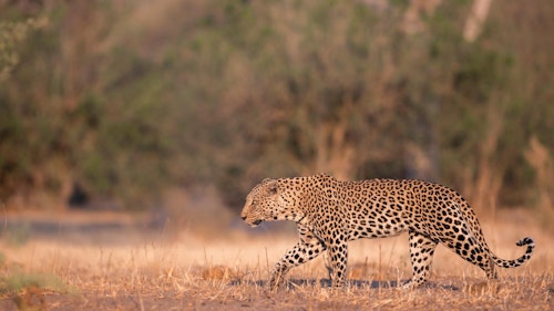 At Wilderness camps in the Okavango Delta, twice-daily game drives form the heart of the safari experience. Early mornings see you heading out in open 4x4 vehicles, when the light is golden and predators are often still on the move. Guides and trackers use their expertise to follow the clues of the bush including fresh tracks in the sand and distant alarm calls to lead you to wildlife sightings. 

After a stop for coffee and snacks in a scenic spot, you return to camp for a relaxed breakfast or brunch. Later, as the heat eases, afternoon drives bring the chance to see more but beyond the vehicle, there are also various other ways to discover the Delta. 

Depending on water levels, you might glide silently along reed-lined channels by mokoro, head out by boat in search of hippo and waterbirds, or even cast a line for catch-and-release fishing. 

Guided walks reveal the smaller wonders of the wilderness while optional extra scenic helicopter flights offer a bird’s-eye view of the landscape. Together, these experiences ensure your time in the Okavango is as diverse as the landscape itself.