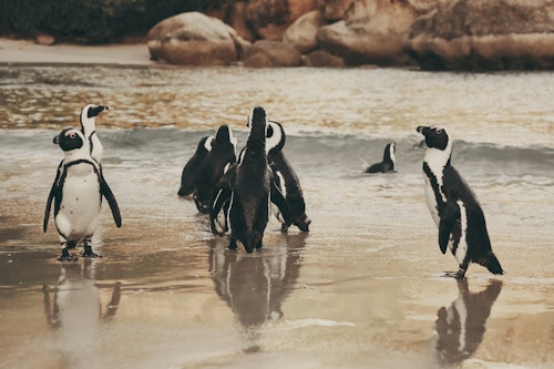 Cape Town, Safari, Whales & Victoria Falls