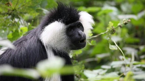 Spend your days in Nyungwe National Park going on exciting safari tours and discovering this lush, ancient land. Explore the famous forest canopy, East Africa's only canopy walk, getting up-close to the impressive birdlife and myriad of resident primates as you wander above the treetops for a bird's eye view of forest life. 

Visit a tea plantation to learn about the world class tea made here and go chimp trekking in nearby Cyamudongo Forest. Then, delve deep into Nyungwe forest on hiking trails to discover the numerous Albertine Rift endemics and the largest troop of Black and White Colobus found anywhere in Africa.

Hikers can be enticed by several scenic trails, especially those with a keen eye for botany, as over 100 plant species and beautiful orchids can be discovered on the twisting paths. Nyungwe National Park is also a go-to destination for birdwatchers. During your adventures, keep an eye out for red-breasted sparrowhawks, great blue turacos and giant hornbills, along with 27 species that are endemic to the valley.