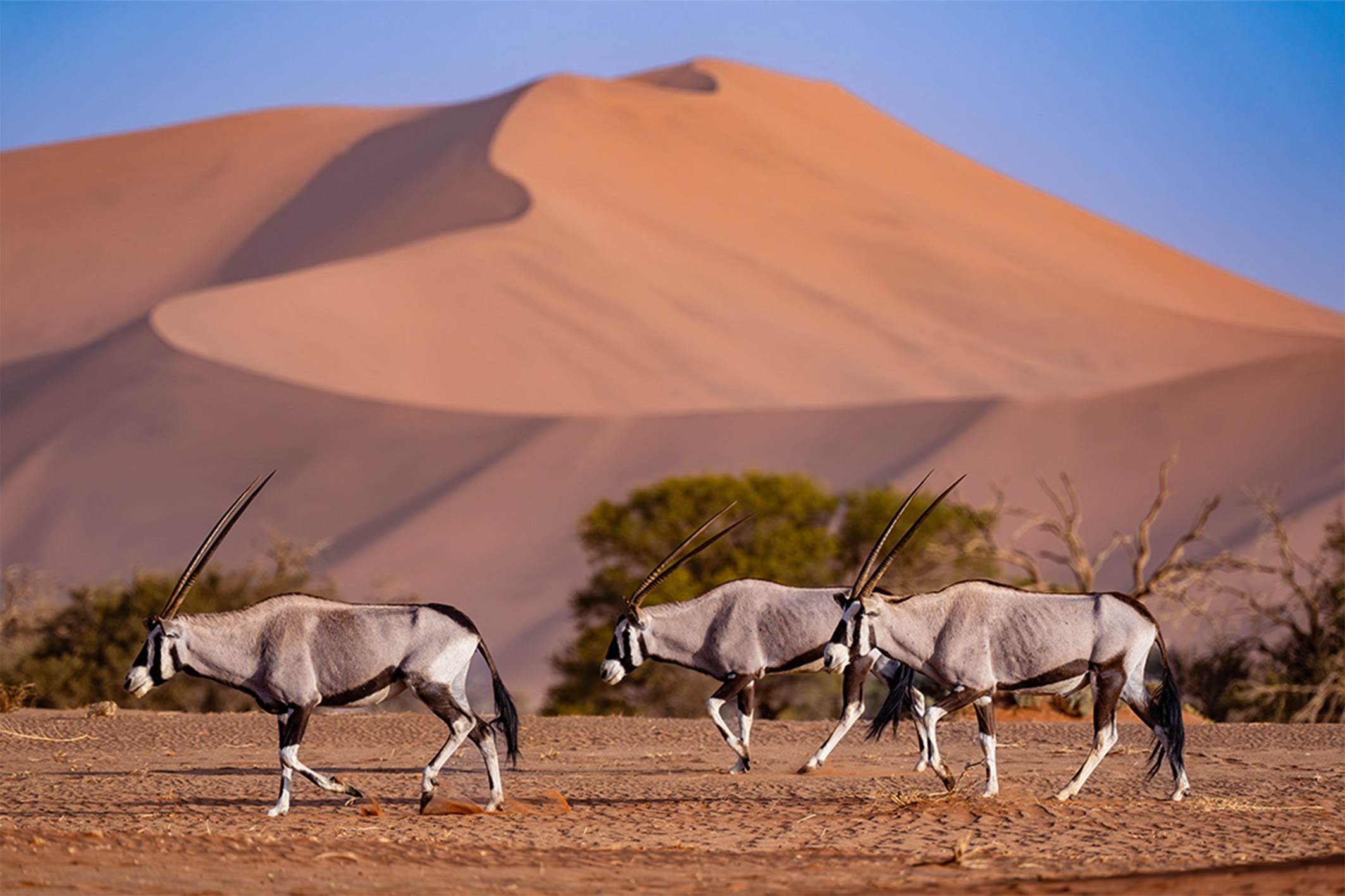 Untouched, Untamed Namibia | Wilderness