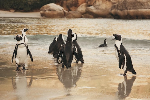 Experience the best of Cape Town’s Peninsula on a private full-day adventure packed with breathtaking scenery, coastal charm, and unforgettable encounters. From the rugged cliffs of the Atlantic to the soft sands of False Bay, this journey showcases the city’s most spectacular natural wonders.

Begin your day with a scenic drive past Clifton and Camps Bay’s pristine beaches, framed by the towering 12 Apostles peaks. Stop at Hout Bay to browse the craft market or take a boat trip to Seal Island before continuing along the world-famous Chapman’s Peak Drive. Discover the wild beauty of the Cape of Good Hope Nature Reserve, where fynbos, Cape Mountain Zebra, and baboons roam, then enjoy lunch and a funicular ride to the lighthouse for sweeping ocean views.

Finish the day in Simons Town, where you can swim alongside the famous African penguins at Boulders Beach, before wandering through the lush Kirstenbosch Gardens.