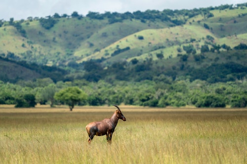 Land of a Thousand Hills