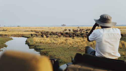 Wilderness Chikwenya overlooks a beautiful stretch of the Zambezi River in the eastern section of Mana Pools National Park, one of the most remote and beautiful areas in Zimbabwe. Views extend over open floodplains down to the legendary river and across to the mountains of the Rift Valley escarpment, while stretching inland behind Wilderness Chikwenya are the dense woodlands so characteristic of the area. The canvas tents are set on low wooden decks and linked to the raised main area by wooden walkways. 

A lounge, dining and bar area offer a sanctuary of hospitality and relaxation, while a pool deck and fire place offer alternate spaces to take in the scenery and passing wildlife. The area is renowned for its large numbers of elephant, buffalo, hippo and eland, especially in winter when they concentrate along the river – these and a variety of predators can be seen from camp.

Insider's Tip: Protein-rich albida pods attract many species, particularly elephant, during the dry season.
