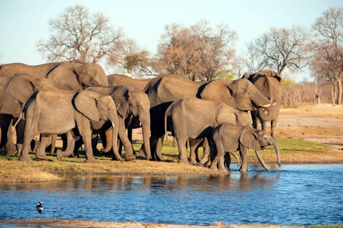Spend your days here in Hwange witnessing a vast array of exciting animals in Zimbabwe’s largest national park. Accounting for an area of 14,651km sq, it was formerly occupied by the San people and the Nhanzwa. It wasn’t until 1928 that the park became recognized as a wildlife conservation area and a popular destination for those seeking out incredible safari and wildlife experiences.

It is home to over 100 mammals and 400 different bird species, the park protects a wide range of different endangered species, elephants in excess of 20,000, and what is thought to be one of the largest populations of African wild dog left in the world. It is also common to see large prides of lion and buffalo and you have a good chance of seeing leopard, rhino, cheetah and mischievous spotted hyena.