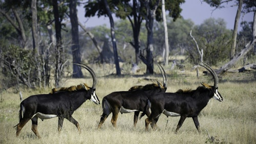 Situated in a remote section of the northern Okavango Delta, this massive concession boasts a unique combination of habitats. Thanks to this diversity, you’ll find almost all the species that call the Delta home here. In addition to sable antelope and red lechwe, look out for lion, leopard, wild dog, hyena and cheetah. You’ll also find large numbers of elephant, buffalo, hippo and giraffe. If you’re interested in bird watching, there are also a large number of bird species to be found here. Being a private concession, off-road driving is allowed, so you are almost unlimited when it comes to looking for game.

The variety of habitats means that there is a mix of dry and wet activities to fill your days. Head out game viewing on land, or take to the waters on a makoro or boat for fishing or the chance to spot animals in the water and at its edge.
