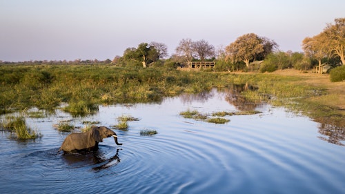 Wilderness Linyanti Tented Camp is ideal for families and small groups looking to explore this wildlife-rich concession. Unrivalled in its remoteness and sense of space, the camp overlooks the iconic Linyanti Marsh.  

Eight large, airy tents recreate an explorer-type style, while the two main areas are on a slightly raised deck. Game drives and full-day excursions with lunch at remote picnic spots enable fuller exploration of the varying habitats, including the river, floodplains, open dry-land savannah and woodland. 

Booking sole use of the camp is no longer a prerequisite, however, sole use remains possible to book, subject to availability.

Insider's Tip: Look out for large herds of elephants that congregate along the waterways of the Linyanti River and floodplain in front of camp. 