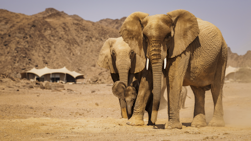 The name “Skeleton Coast” conjures up romantic images of desolate beauty, and the proudly remote Wilderness Hoanib Skeleton Coast Camp in the Kaokoveld does not disappoint. The dry bed of the Hoanib River supports a thin green ribbon of vegetation and the wild beaches of the Atlantic coast are within reach, with their noisy seal colonies and eerily quiet shipwreck remnants.

Eight large en-suite tents (including one family unit) and the main area provide shady viewpoints, while nature drives into the surrounding area reveal a wealth of desert-adapted wildlife. Desert-adapted lion and brown hyena may also be glimpsed in this vast but far from lifeless landscape. 

Insider's Tip: On a stay of three nights or more, a coastal excursion to The Skeleton Coast is included. Usually involving a drive down to the coast and a flight back to camp, to see such a diverse area both on the ground and in the air.
