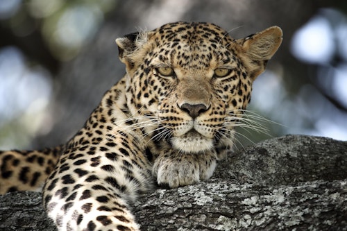 Floodplains & Predators