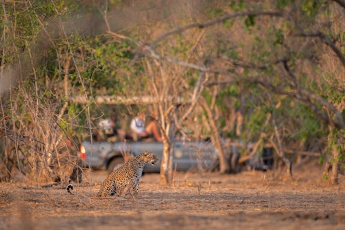 This UNESCO-protected national park created in northern Zimbabwe’s section of the Lower Zambezi Valley, is an impressive and very wild landscape made up of 2,000km2 of pristine vegetation and the dramatic Rift Valley escarpment. Much of the parkland is inaccessible unless you go on foot, helping to preserve the area’s enviable remoteness and untouched natural beauty.

Spend your days here on canoe and walking safaris, and get a close look at the resident animals as you track lions and head out on thrilling game drives. The four pools for which the park is named, attract a profusion of aquatic birds as well as herds of elephants, hippopotamus, and Nile crocodiles. Predators such as lions, leopards, cheetahs and spotted hyenas are mostly found in the open woodland areas of the reserve, but can be very secretive and not that easy to spot without an expert tracker. 
