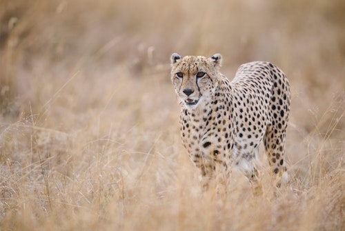 Your days in the Mara Triangle, the most exclusive wedge of the Masai Mara, typically begin with an early morning game drive, when predators are most active and the golden light creates superb photographic opportunities. With fewer vehicles than elsewhere in the reserve, sightings of lions, elephants, and even the elusive black rhino feel more intimate. 

After a leisurely breakfast back at camp, birders can explore one of East Africa’s richest avian habitats, with over 470 species ranging from crowned cranes to vibrant cinnamon-chested bee-eaters, or may choose simply to relax and enjoy the views, the spa, gym or pool. 

Afternoons bring another game drive, perhaps following herds of wildebeest, zebra, and giraffe as they move through the grasslands. For those seeking a cultural connection, you may also choose to visit a nearby Maasai manyatta, offering insight into traditional ways of life, storytelling, and song. As the sun sinks behind the Oloololo Escarpment, return for sundowners and dinner under the stars.