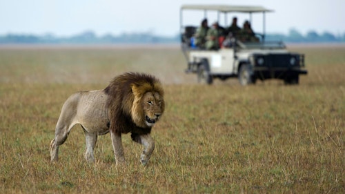 Located in the centre of western Zambia, two hours from Livingstone, you’ll find the vast, virgin wilderness of Kafue National Park. Much more rugged than Luangwa or the Zambezi and, regardless of its prominent setting, Kafue is not crowded with tourists. Instead, this wildlife prolific Park remains largely untouched with a whopping range of habitats and thus, animals too.

From open plains to wooded areas to the broad Kafue River, this flora and fauna paradise boasts a truly impressive array of sightings, including packs of the elusive wild dog, pods of hippo and numerous big cats and ungulate. 

Such a variety of habitats also leads to more unusual game viewing. Curious creatures such as the honey badger, otter, mongoose and bush baby can all be spotted here. Endless hours can also be spent birdwatching with over 500 bird species calling this park home.