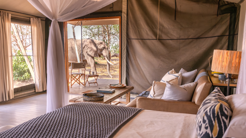 Situated in a large private concession in the heart of the Zambezi Valley’s Mana Pools National Park, Wilderness Ruckomechi looks out from the banks of the mighty Zambezi River. It is a remote, picturesque place with spectacular views of the broad flowing river, the adjacent woodland and the mountains of the Rift Valley escarpment.

Ten spacious and beautifully decorated en-suite tents, including two family rooms, lie beneath the ana trees, best-beloved of local elephants for their nutritious seeds. The camp's central living space includes an inviting fire pit for pleasant evenings beneath the African night skies. Other unique features include a pool which overlooks a broad sweep of the river, an outdoor “bath with a view” in a secluded, scenic spot, and a romantic Star Bed by a busy waterhole.

Open 4x4 vehicles, motorised pontoon boats, canoes and good old safari boots facilitate the wildlife viewing. Wilderness Ruckomechi is open throughout the dry (winter) season. 

Insider's Tip: A boat cruise along the mighty Zambezi is a wonderful way to see wildlife and waterbirds from a different perspective. For the more adventurous – there’s the option of canoeing along this famous river!
