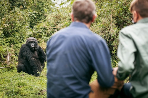 Head out on an unforgettable journey through East Africa's stunning landscapes to encounter the majestic mountain gorillas. Guided by expert trackers, explore the misty mountains and lush forests of Volcanoes National Park, home to these rare giants.

As you search for the gorillas, you will be enthralled by the rich mosaic of the montane ecosystems, which embrace a diverse range of evergreen and bamboo forest, open grassland, swamp and heath.

The park's 200 species of colorful birds and chattering of the rare golden monkey will keep you company as you track the mountain gorilla through the forest. 

Spotting the gorillas may take a few hours or a full day, but the moment you find them, you'll have an hour to observe their fascinating behavior up close. Then, return to camp with cherished memories and new friends, both human and gorilla alike.