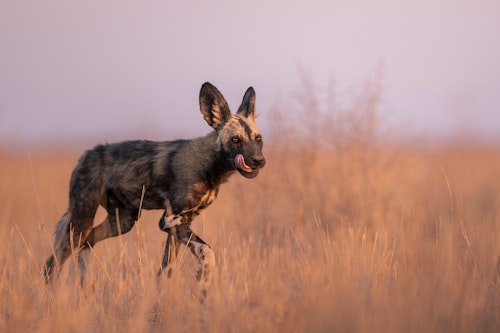 Exploring the Mababe Depression offers a chance to safari in one of the world's last untouched wild areas. Timing of game drives are dictated by the wildlife here with herds of zebra, elephant and buffalo often seen on the plains, as well predators following in their wake, often hunting in broad daylight. 

You might also choose to join a guided nature walk to discover the smaller wonders often missed from a vehicle, or settle into the sunken hide for an afternoon seeing what wildlife might arrive. For a cultural connection, a visit to Mababe Village offers the chance to meet local people, hear stories from elders, learn traditional tracking and basket-weaving, or even share in a friendly soccer match. To truly appreciate the scale of the area you could also take to the skies on a scenic helicopter flight.
