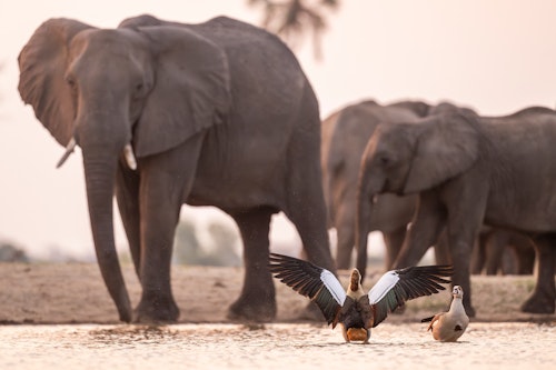 Game drives in Hwange National Park showcase the rich diversity of Zimbabwe’s largest wildlife reserve, from open savannahs and mopane woodlands to seasonal pans and riverine corridors. 

Morning and afternoon drives in open 4x4 vehicles allow the opportunity to encounter elephant herds, lion prides, leopard, wild dog, and an array of antelope species, while the park’s prolific birdlife adds further fascination. 

Wildlife congregates around waterholes, particularly during the dry season and our experienced guides and small guest numbers ensure encounters are unhurried, intimate experiences where sightings can be fully appreciated.