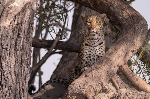 At the heart of the Okavango Delta, the Mombo is a private concession area near to the world-famous Moremi Game Reserve that spans over 478,000 hectares. The concession is considered to be one of the most pristine wilderness zones of the Okavango and plays host to one of the highest game concentrations in Botswana, in particular its number of predators, making the area very interesting for mammal studies with lion and leopard research initiatives. At 15,000 hectares, the concession is home to just two Wilderness camps that can accommodate a maximum of 24 guests, so your safari experience will feel genuinely exclusive.

A mixture of mature woodlands, islands (the biggest being Chief ’s Island) and verdant floodplains (that become inundated from as early as April each year), the concession enjoys as a result a high diversity of fauna and flora with aquatic birds being an attraction in winter months.

Rhino have also been reintroduced here as part of the flagship Botswana Rhino Reintroduction Project, so it’s one of the only places in Botswana where you have the possibility of seeing all of the Big Five.