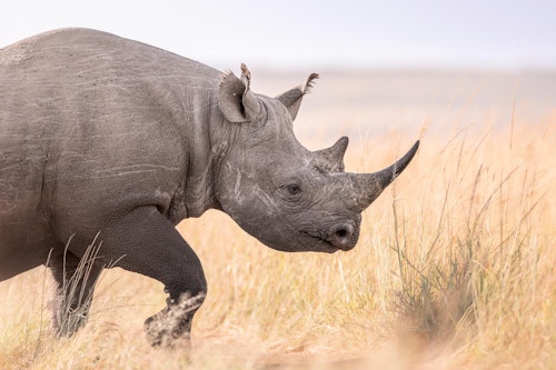 Kenya Safari & Gorilla Trekking